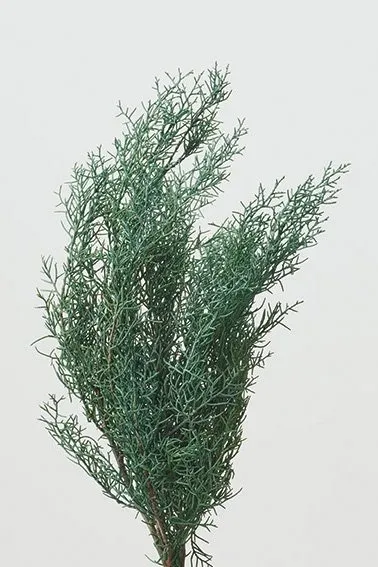 *日本大地農園 永生藍冰柏 