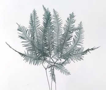日本大地農園 永生芒萁 