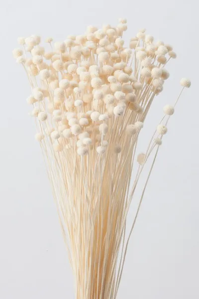 日本大地農園 乾燥迷你鈕扣菊 