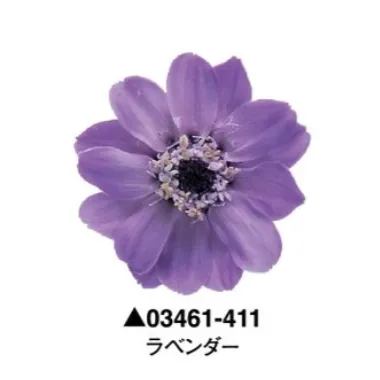 日本大地農園 百日草