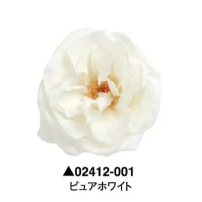 日本大地農園 瑪麗安娜玫瑰 薔薇