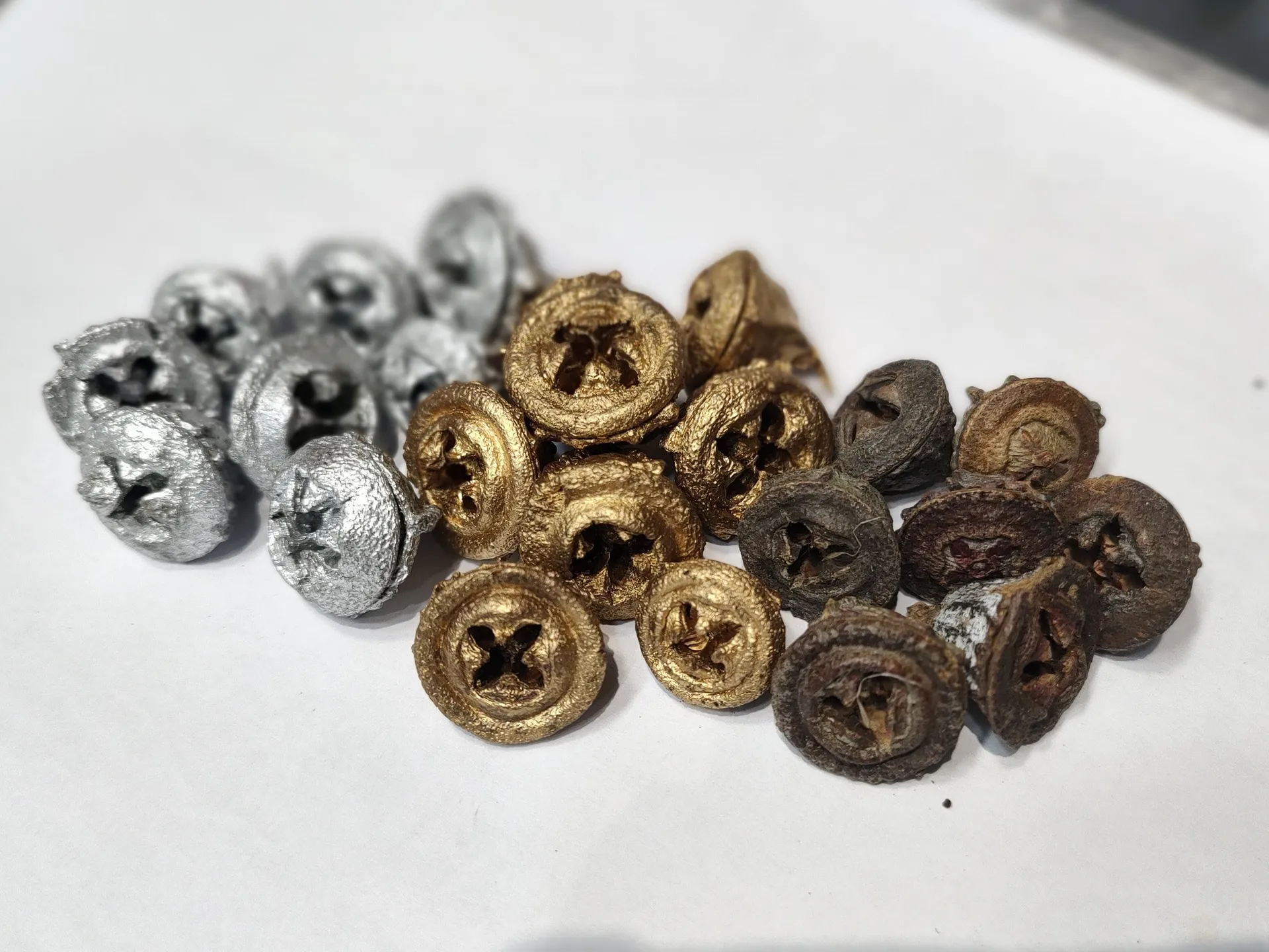 尤加利果實 鈕扣果 十字果