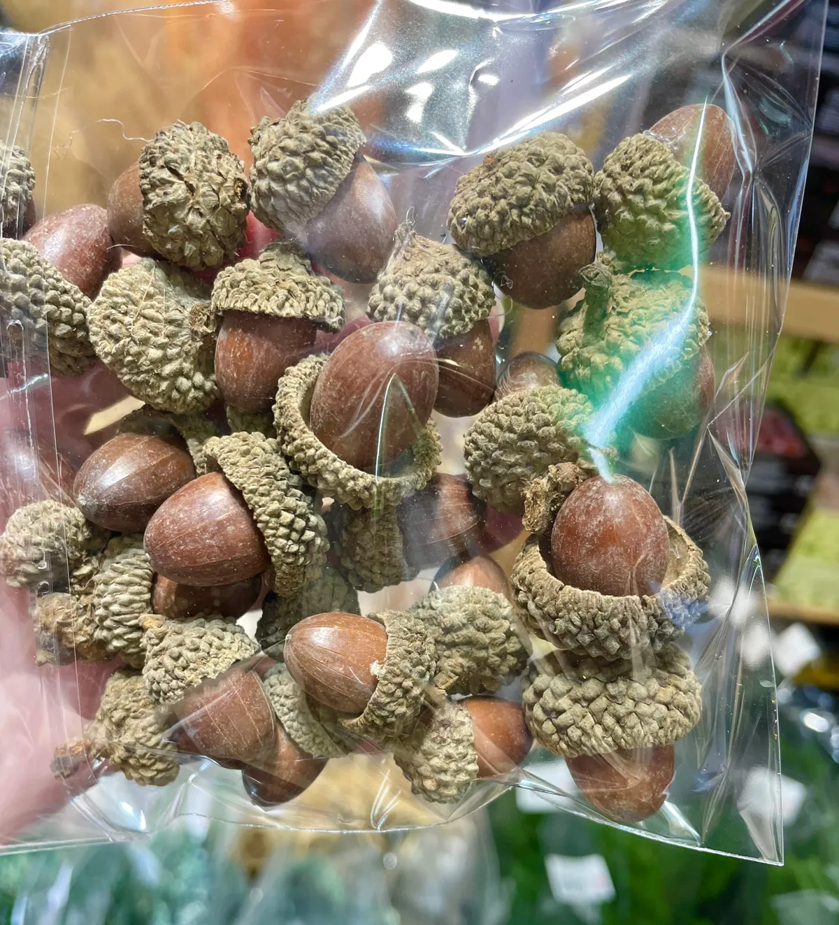 原色橡實