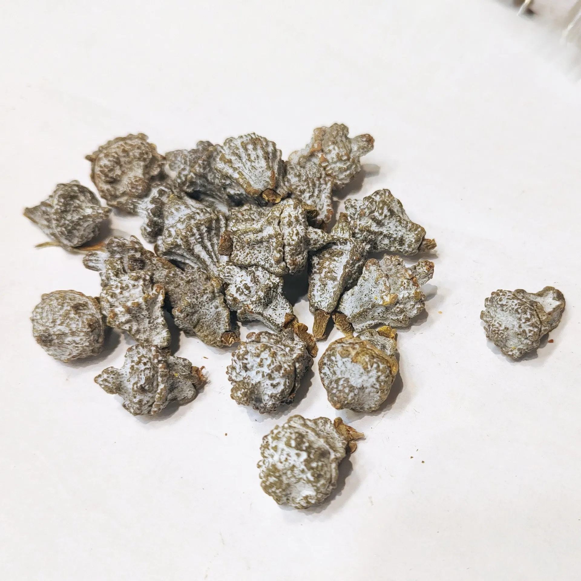 尤加利果實