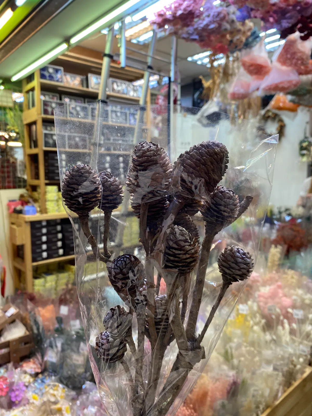 乾燥木蘭果