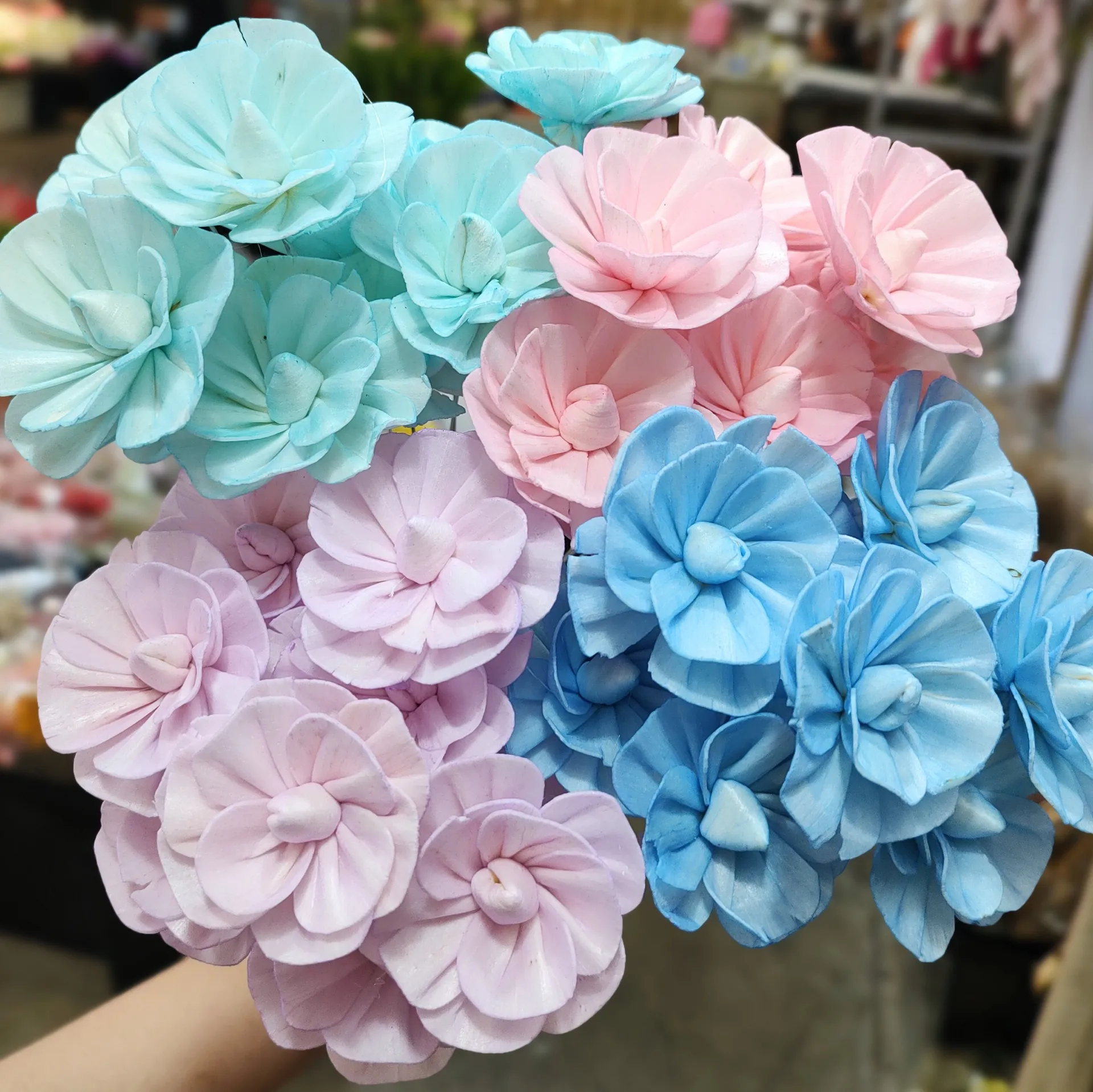 索拉山茶花