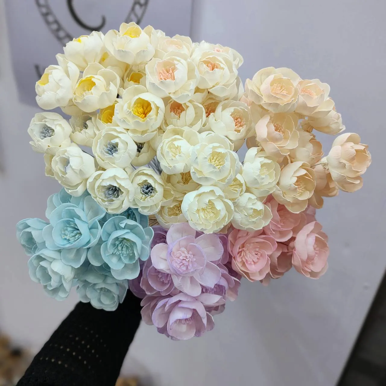 索拉重瓣櫻花