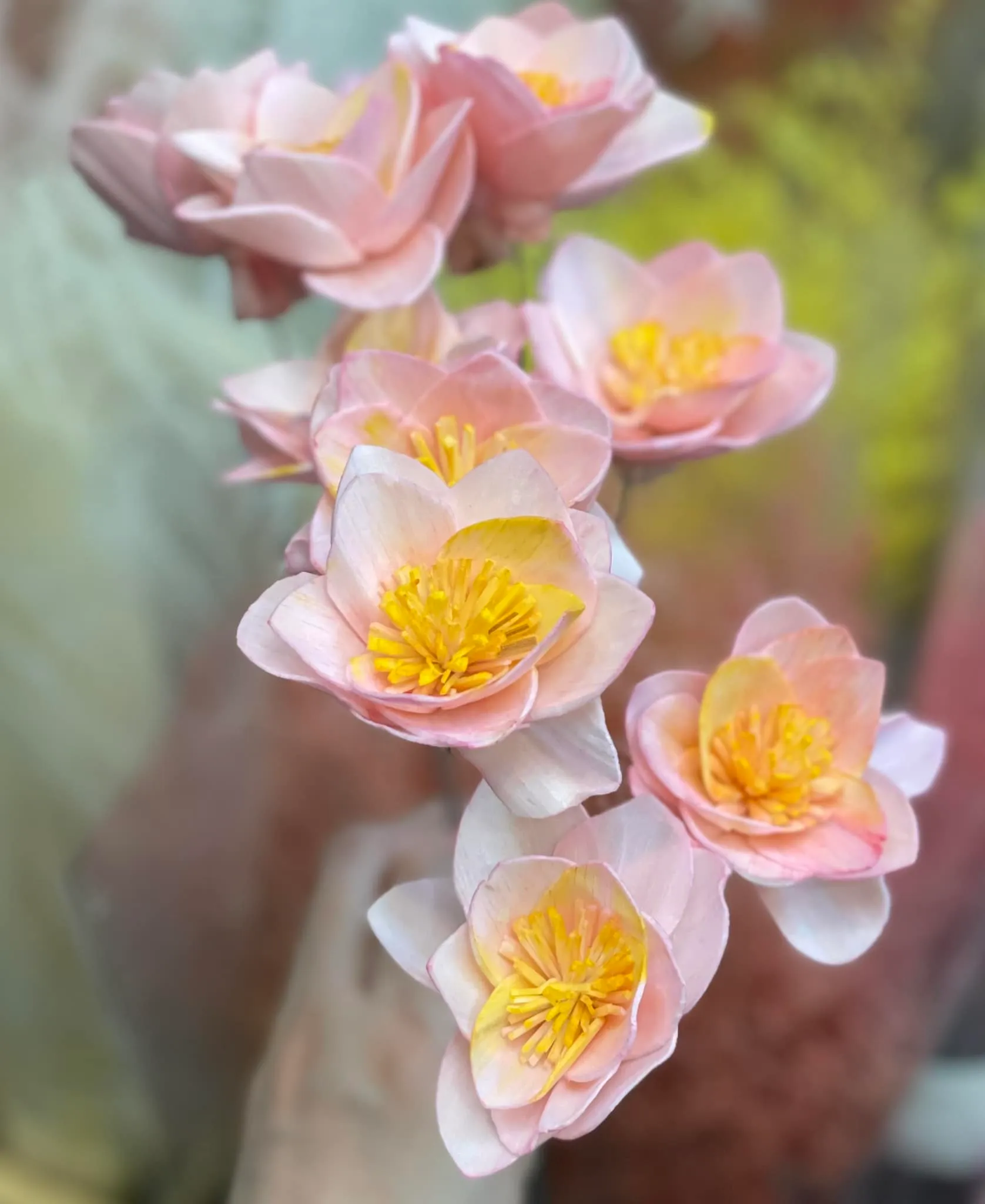 索拉梔子花A款 6公分