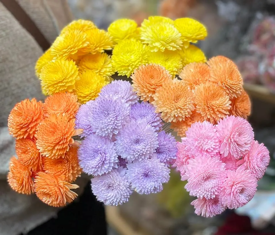 索拉尖葉菊