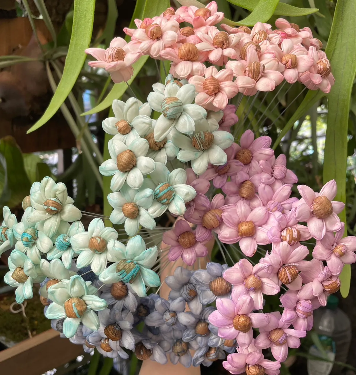 索拉小雛菊 4公分