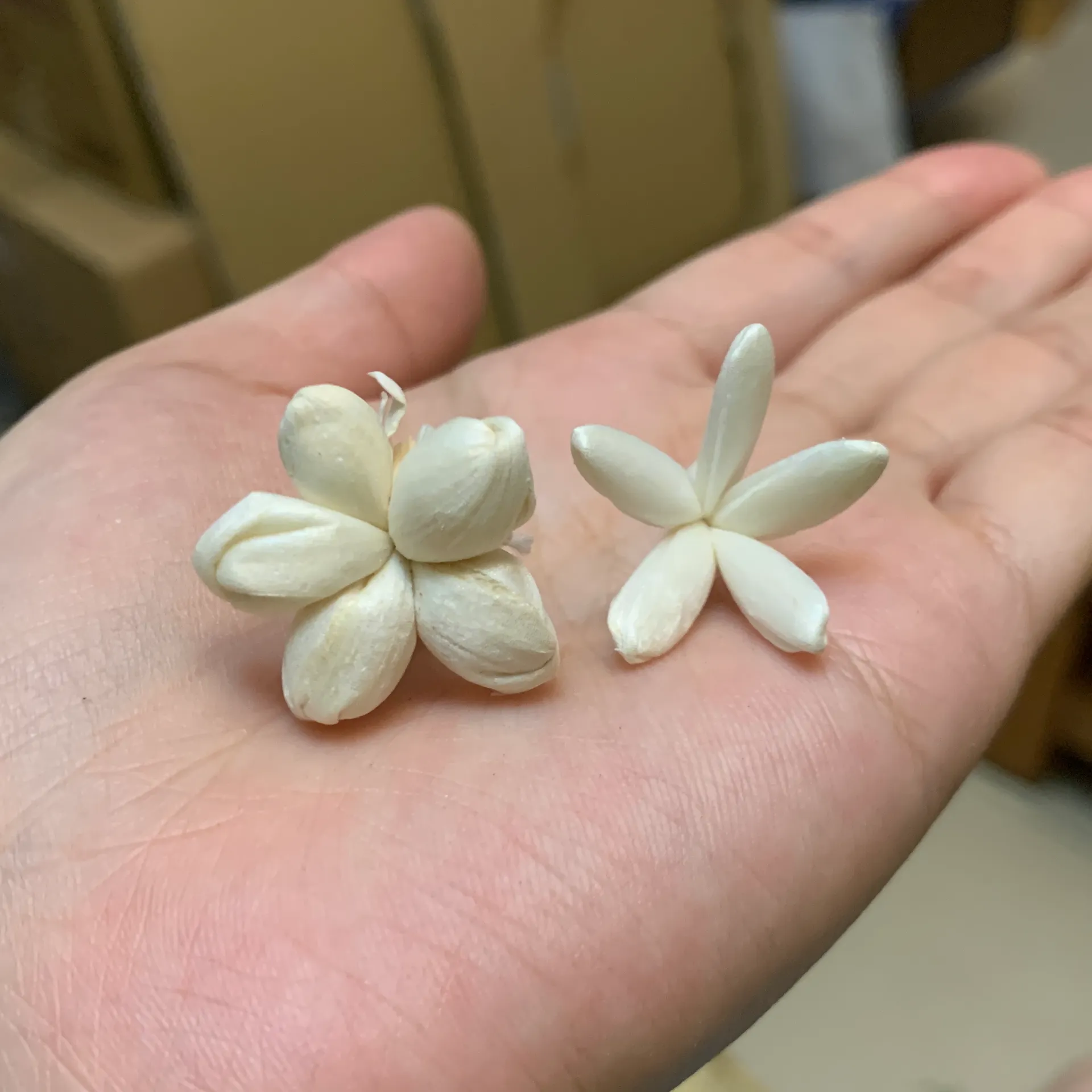 索拉瘦瘦茉莉