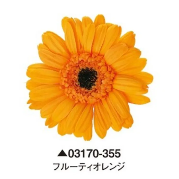 日本大地農園 非洲菊 太陽花