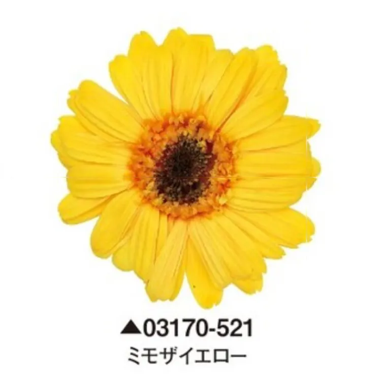 日本大地農園 非洲菊 太陽花