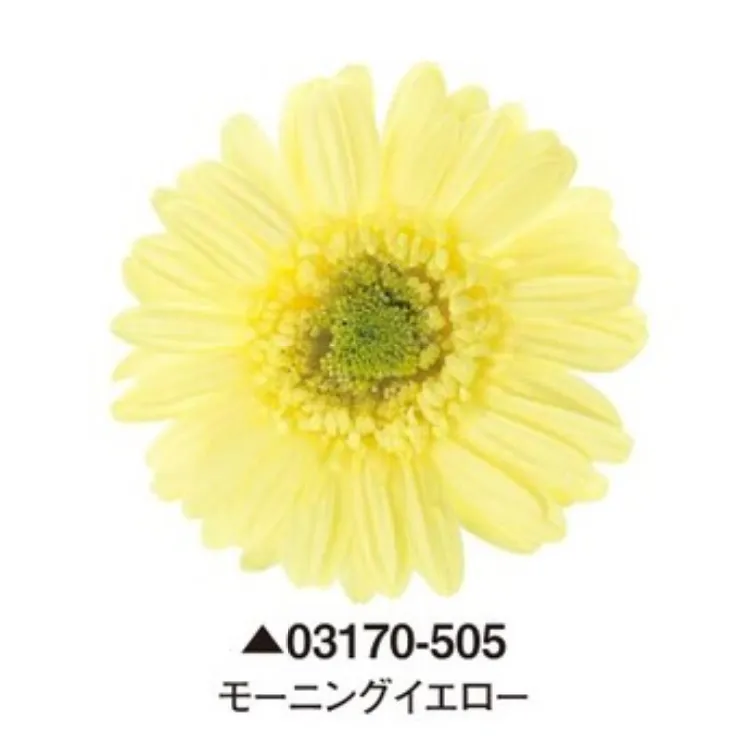 日本大地農園 非洲菊 太陽花
