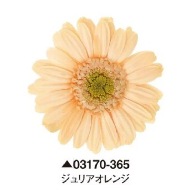 日本大地農園 非洲菊 太陽花