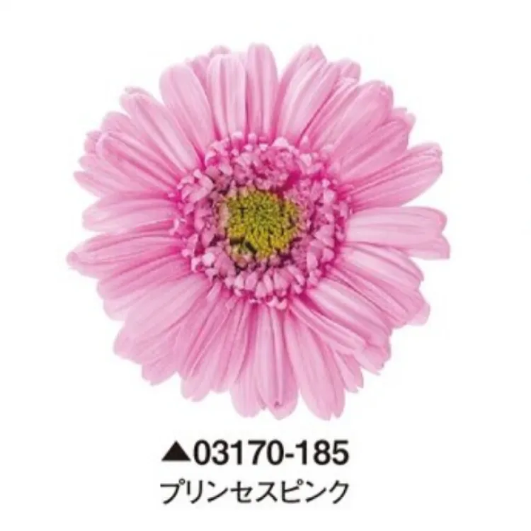日本大地農園 非洲菊 太陽花