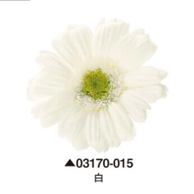 日本大地農園 非洲菊 太陽花