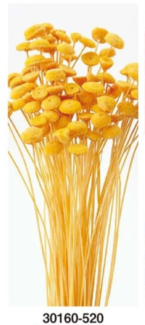 日本大地農園 鈕扣菊 
