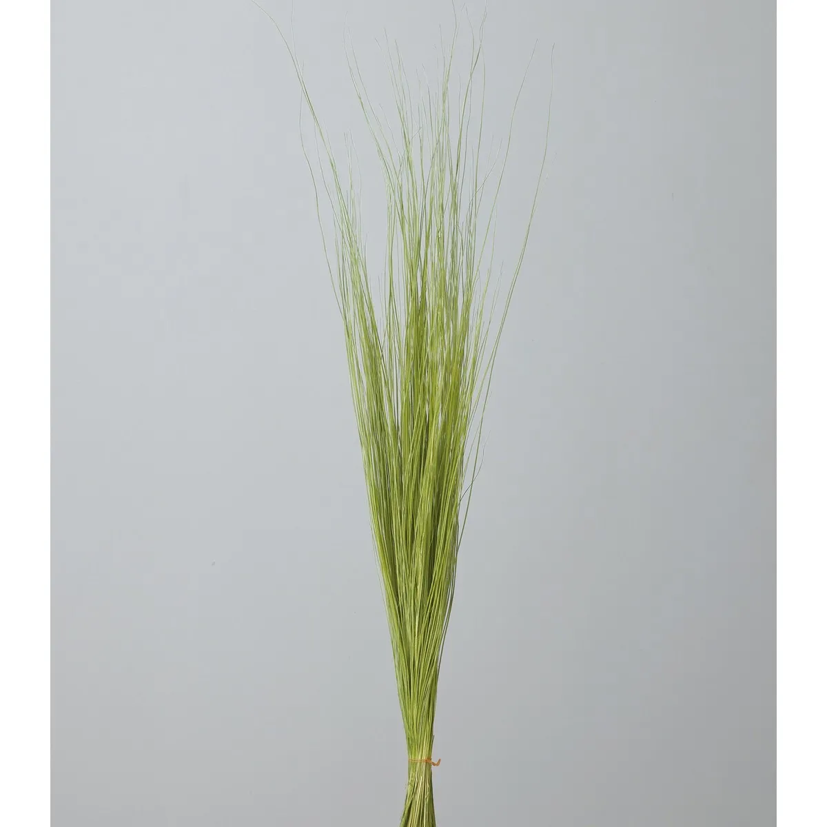 日本大地農園 永生彩虹草 大熊草 春天綠 