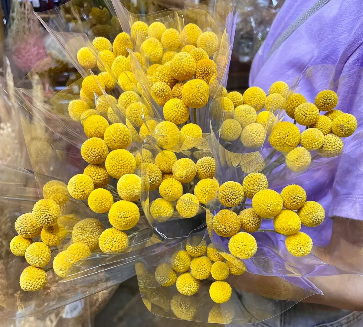 乾燥金杖球