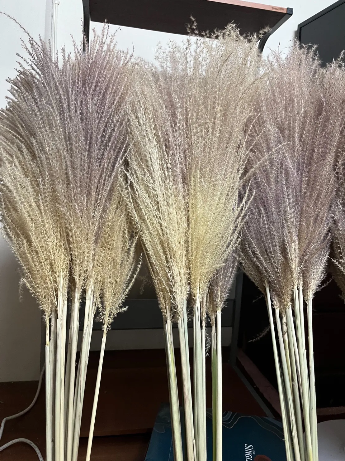 乾燥芒草 蘆葦