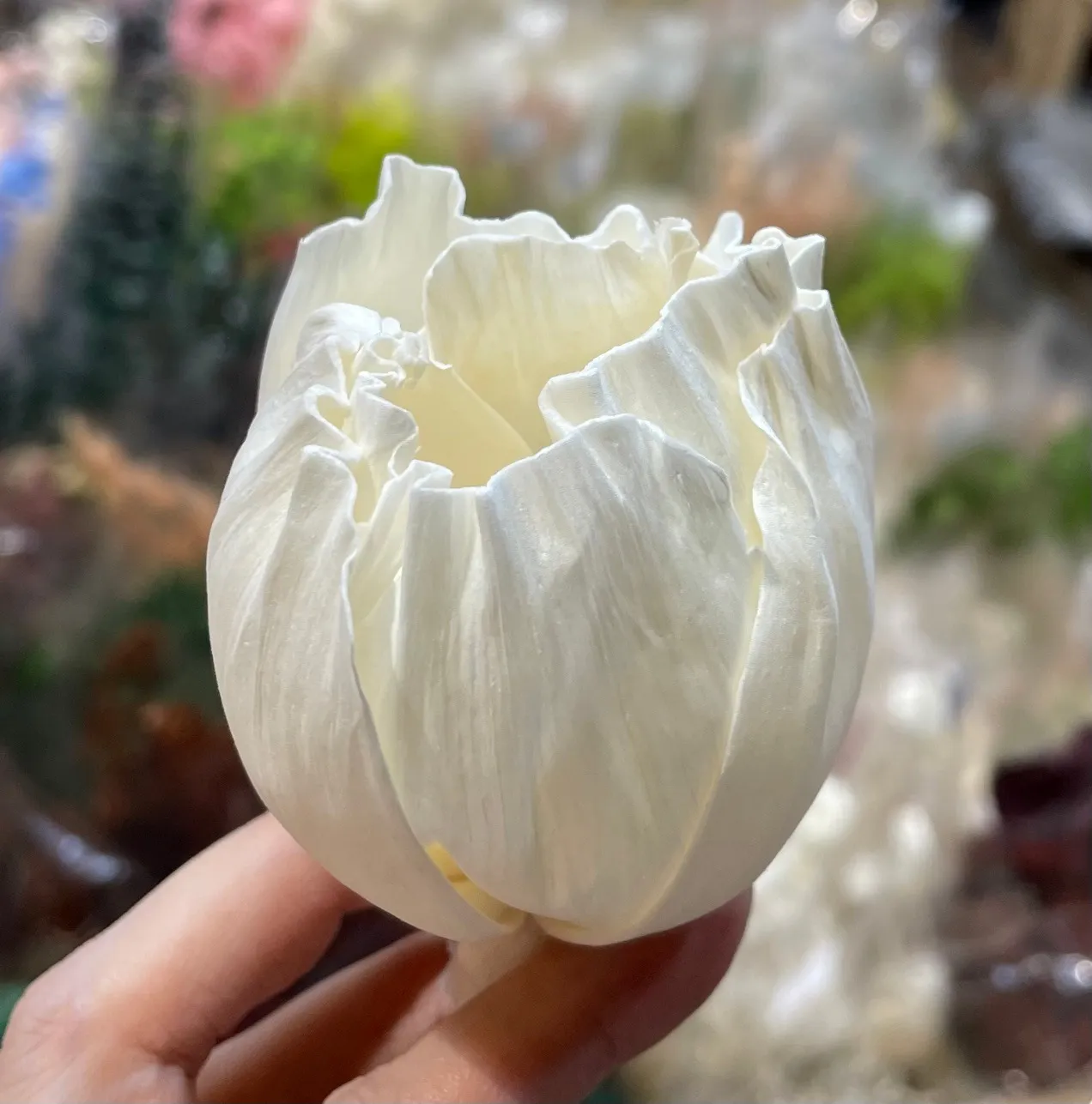 限量特價✨索拉鬱金香7公分(袋裝)