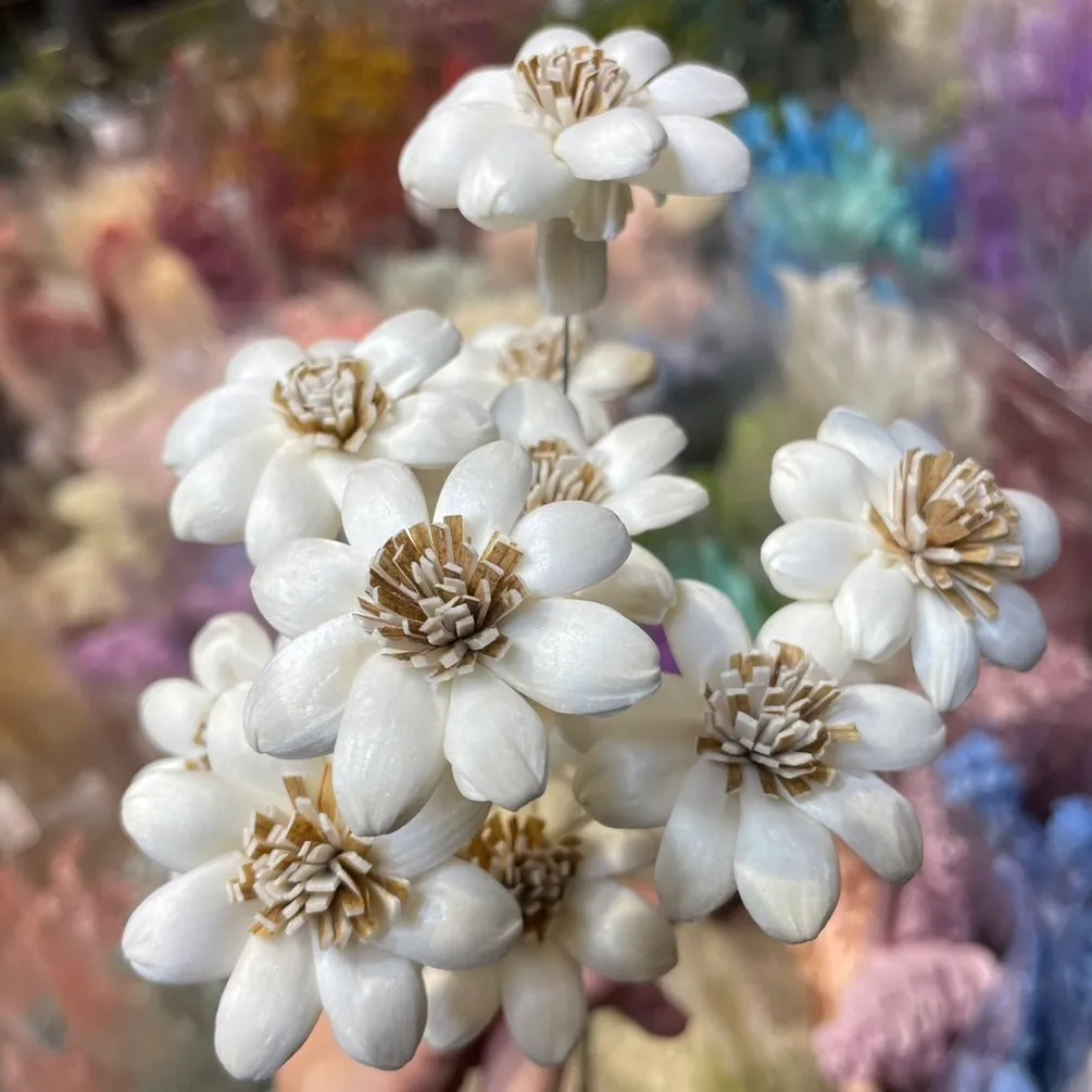 索拉瑪格麗特