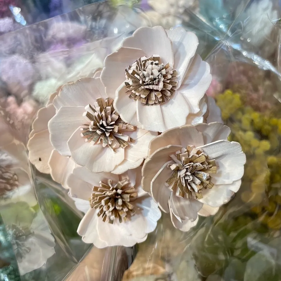索拉銀蓮花 6公分