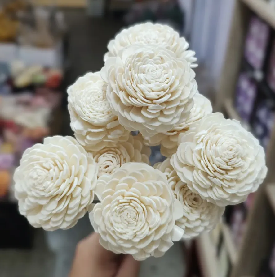 索拉貝莉玫瑰小 白 太陽玫瑰