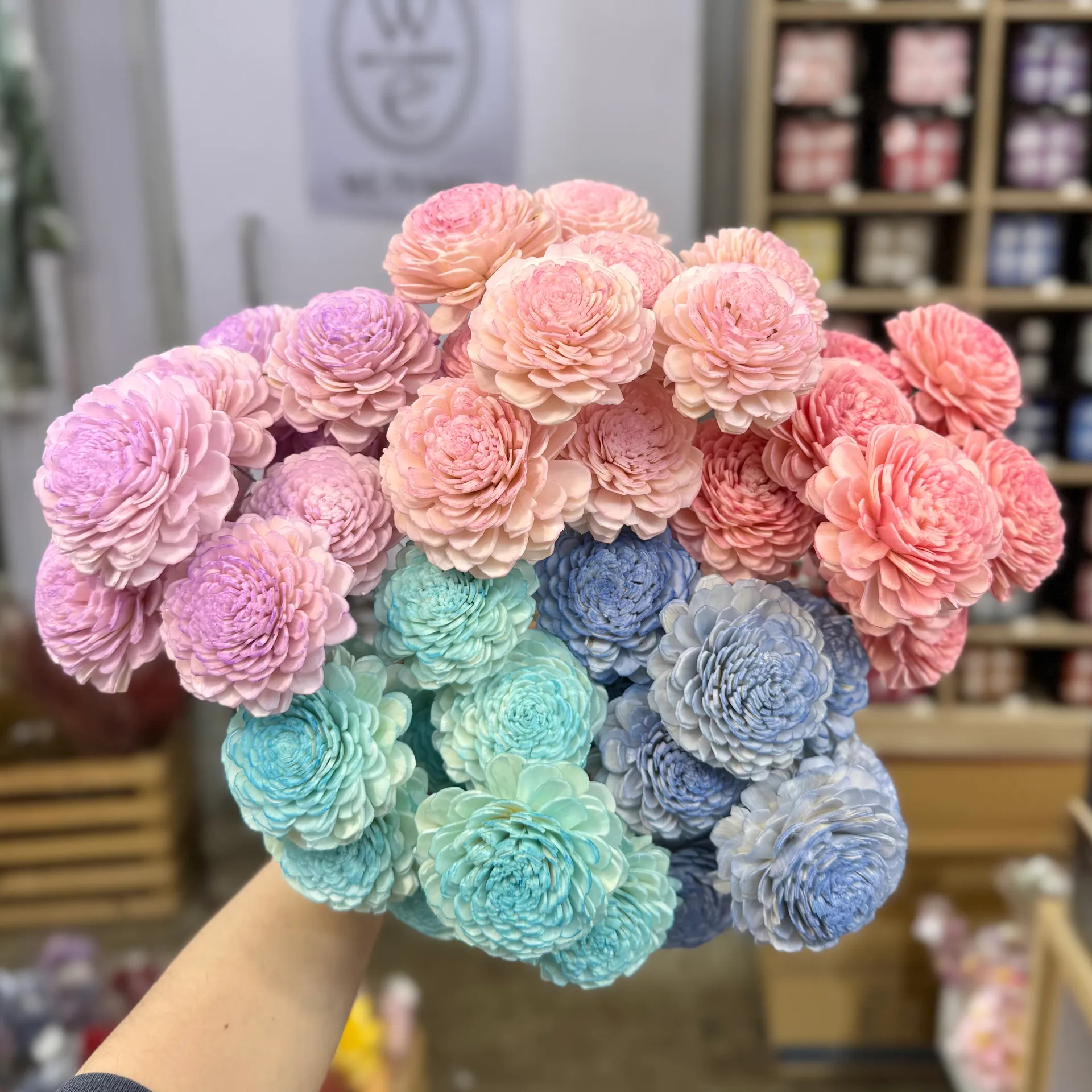 索拉貝莉玫瑰大 太陽玫瑰
