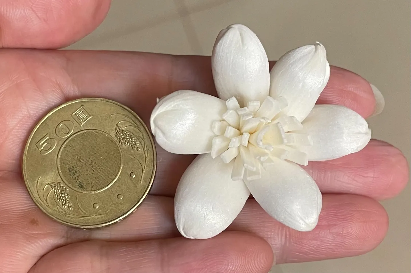 銅板價 索拉小白花