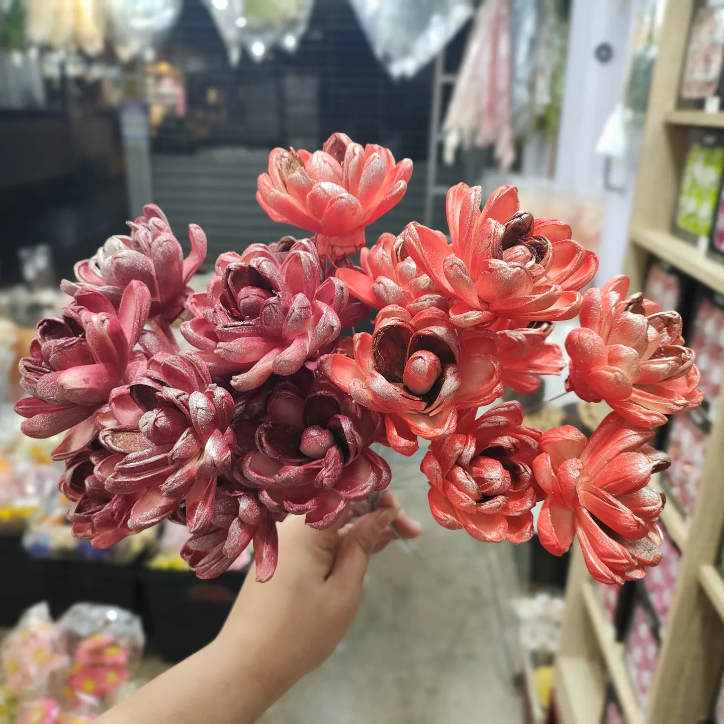 索拉雙色木蘭花