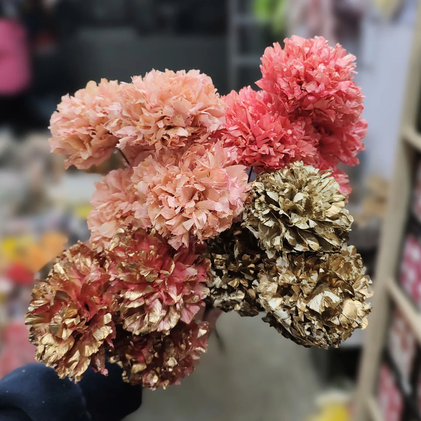 羽葉牡丹菊
