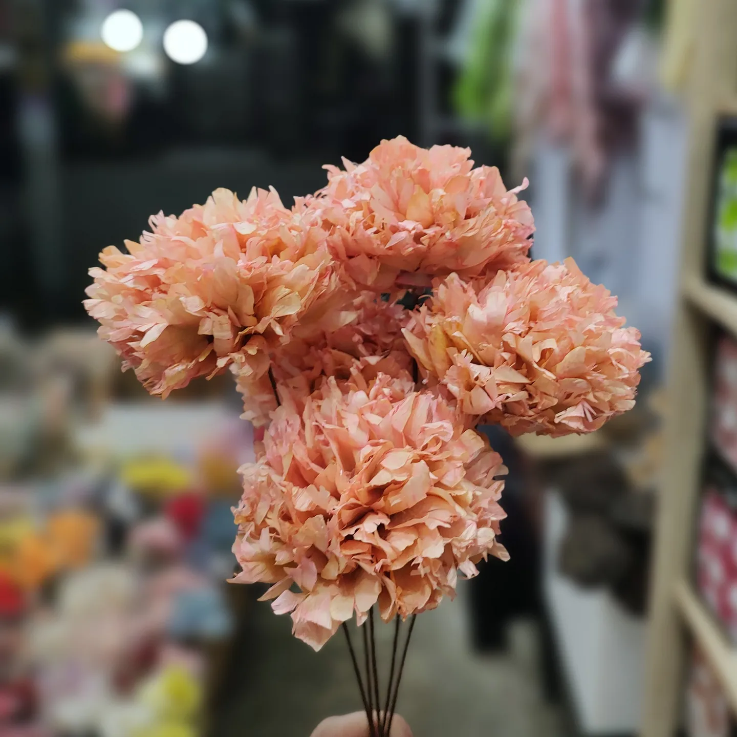 羽葉牡丹菊