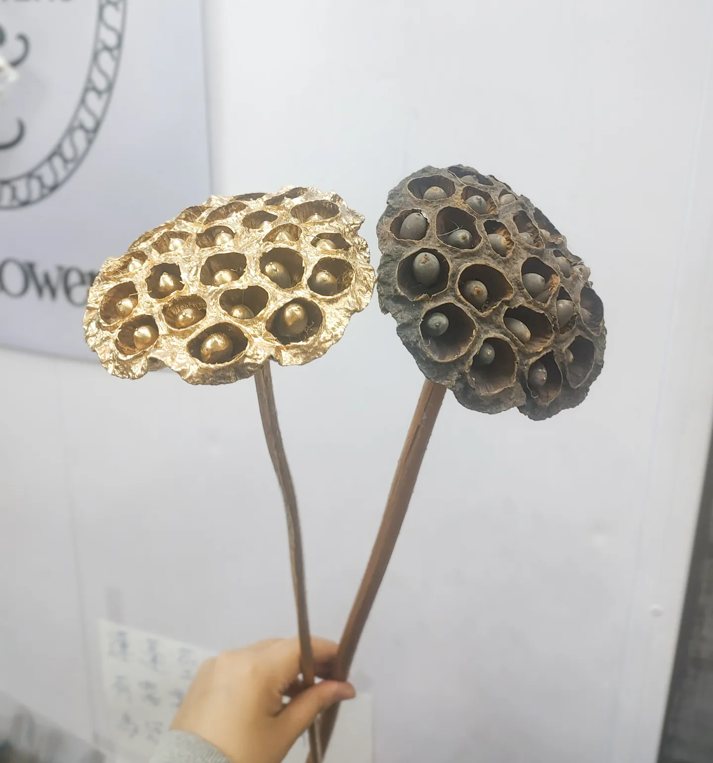 蓮蓬