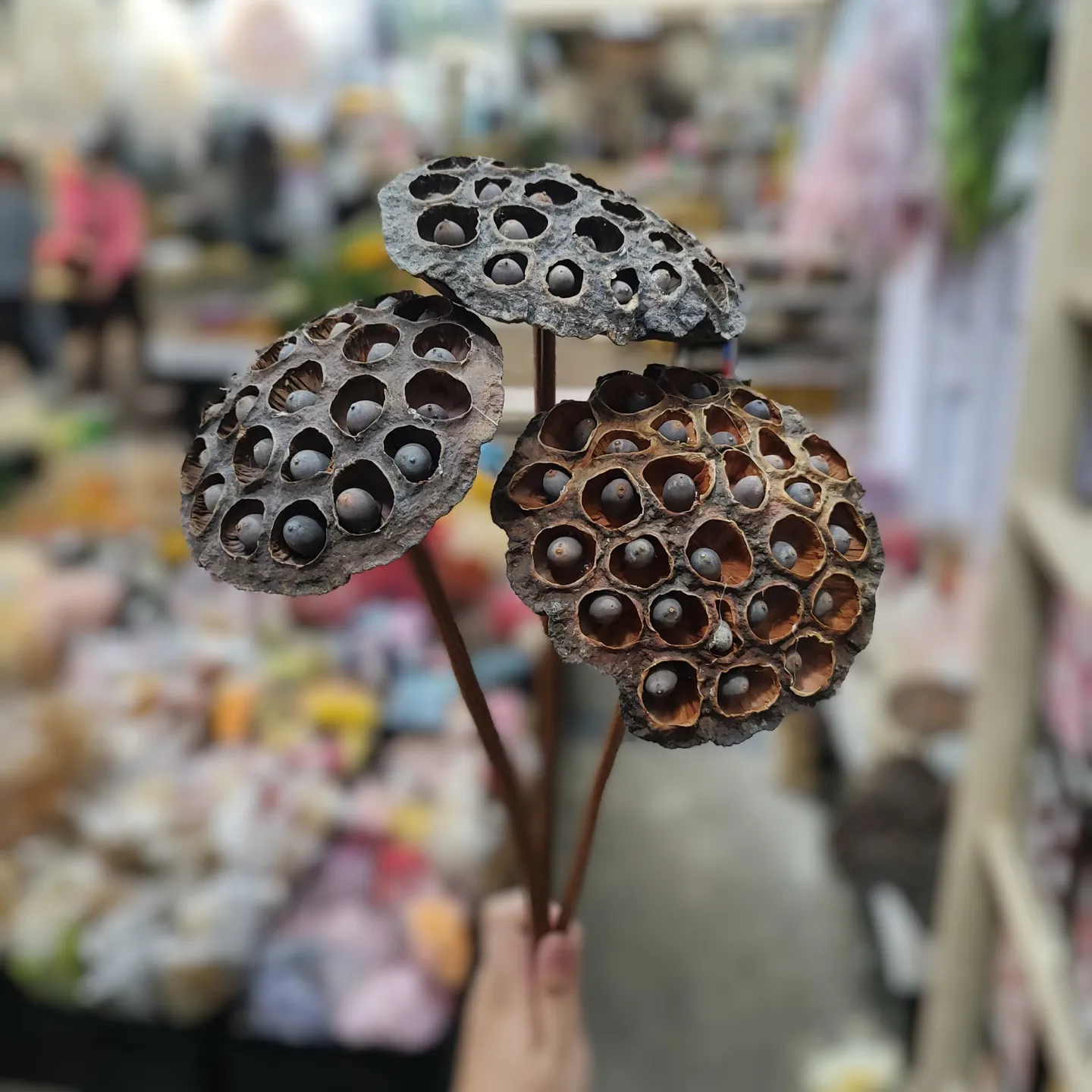 蓮蓬