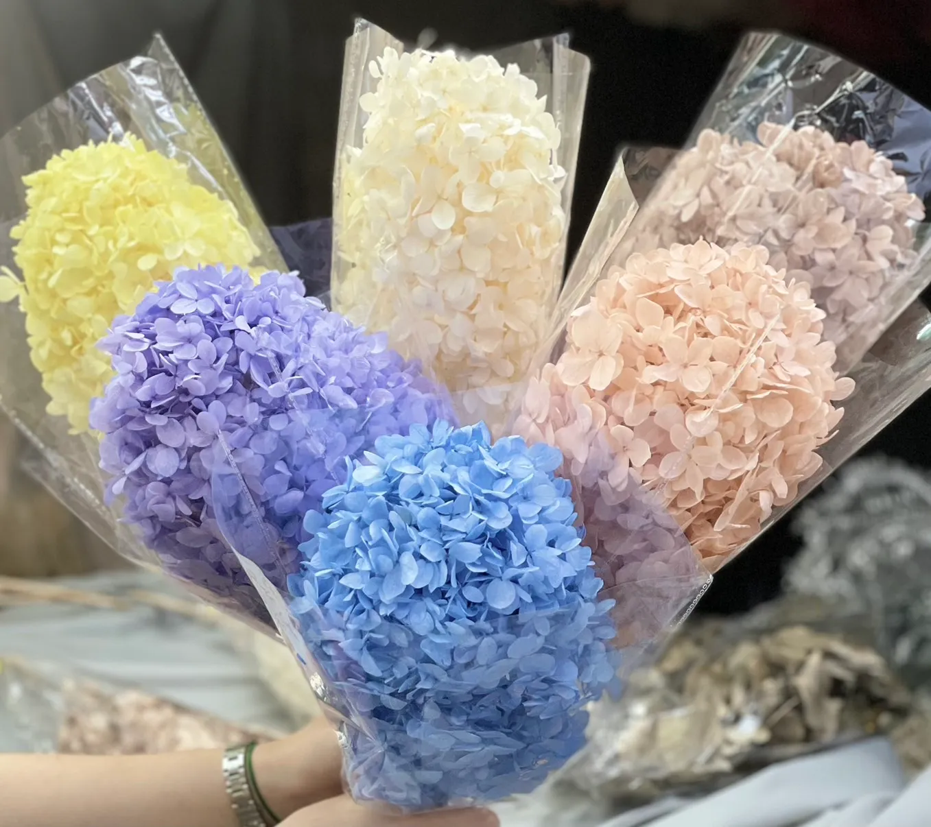 永生帶桿繡球亞特蘭蒂斯繡球