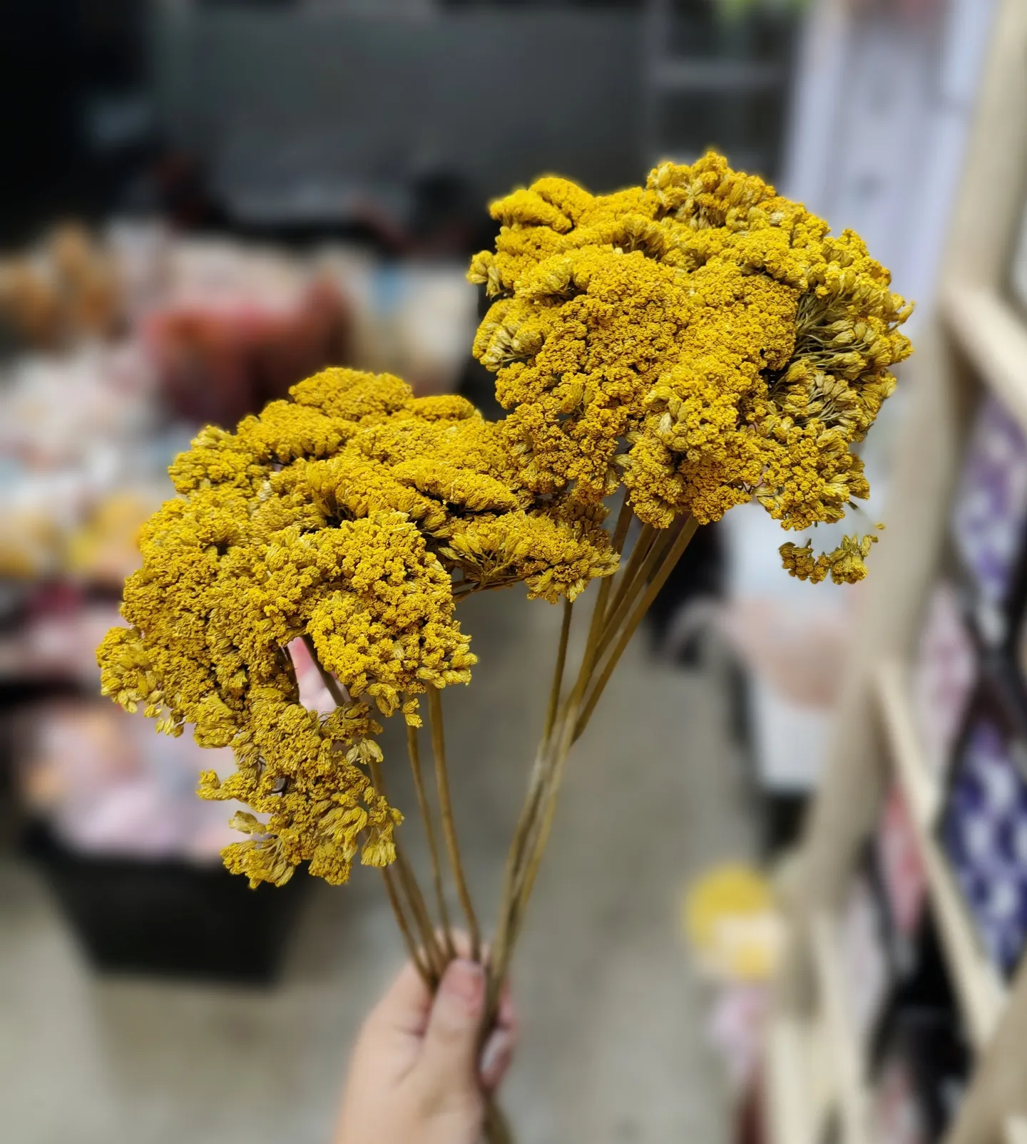 乾燥蓍草