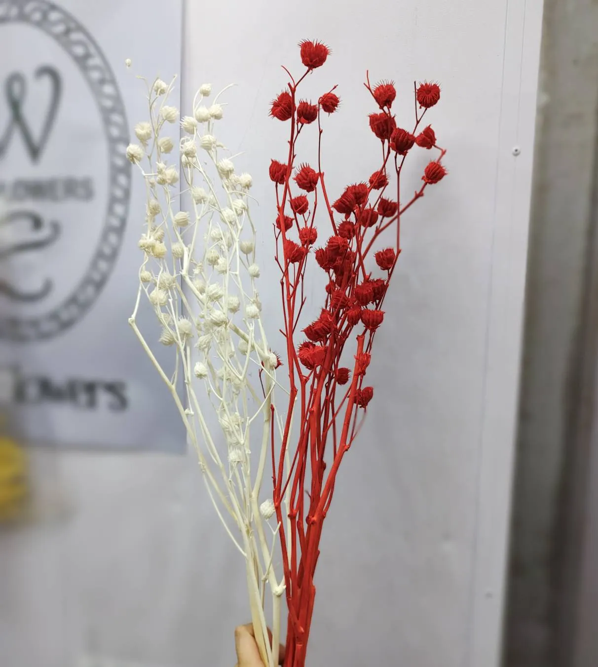 永生苘麻 磨盤草