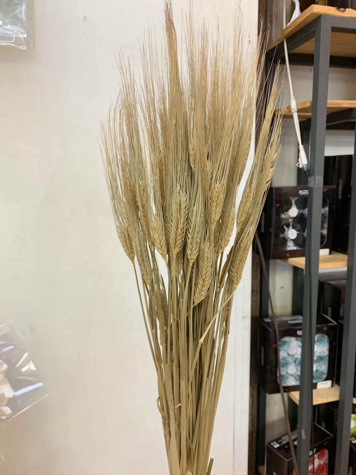 荷蘭乾燥大麥