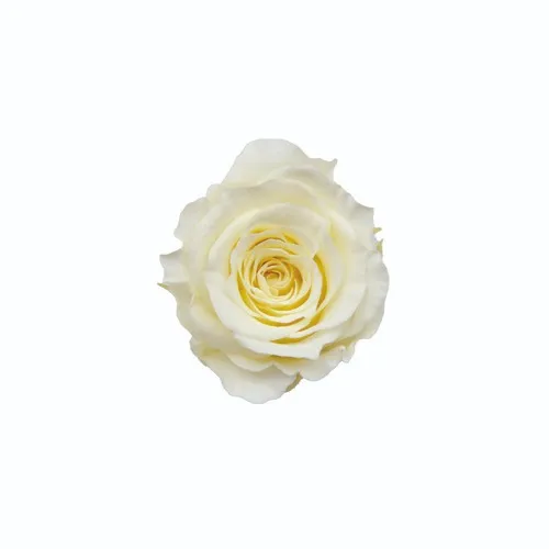 日本Florever 小玫瑰
