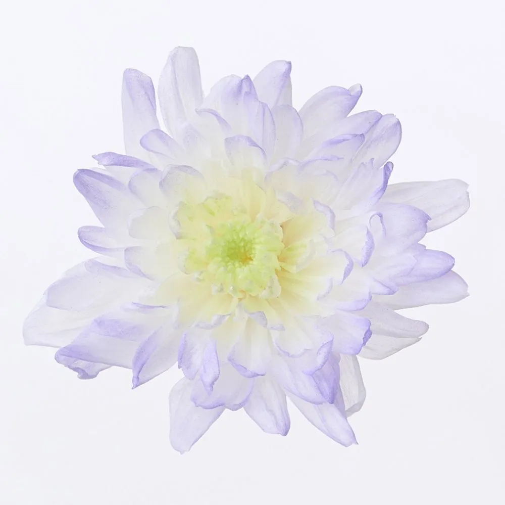 *日本大地農園 夏菊 小菊 漸層