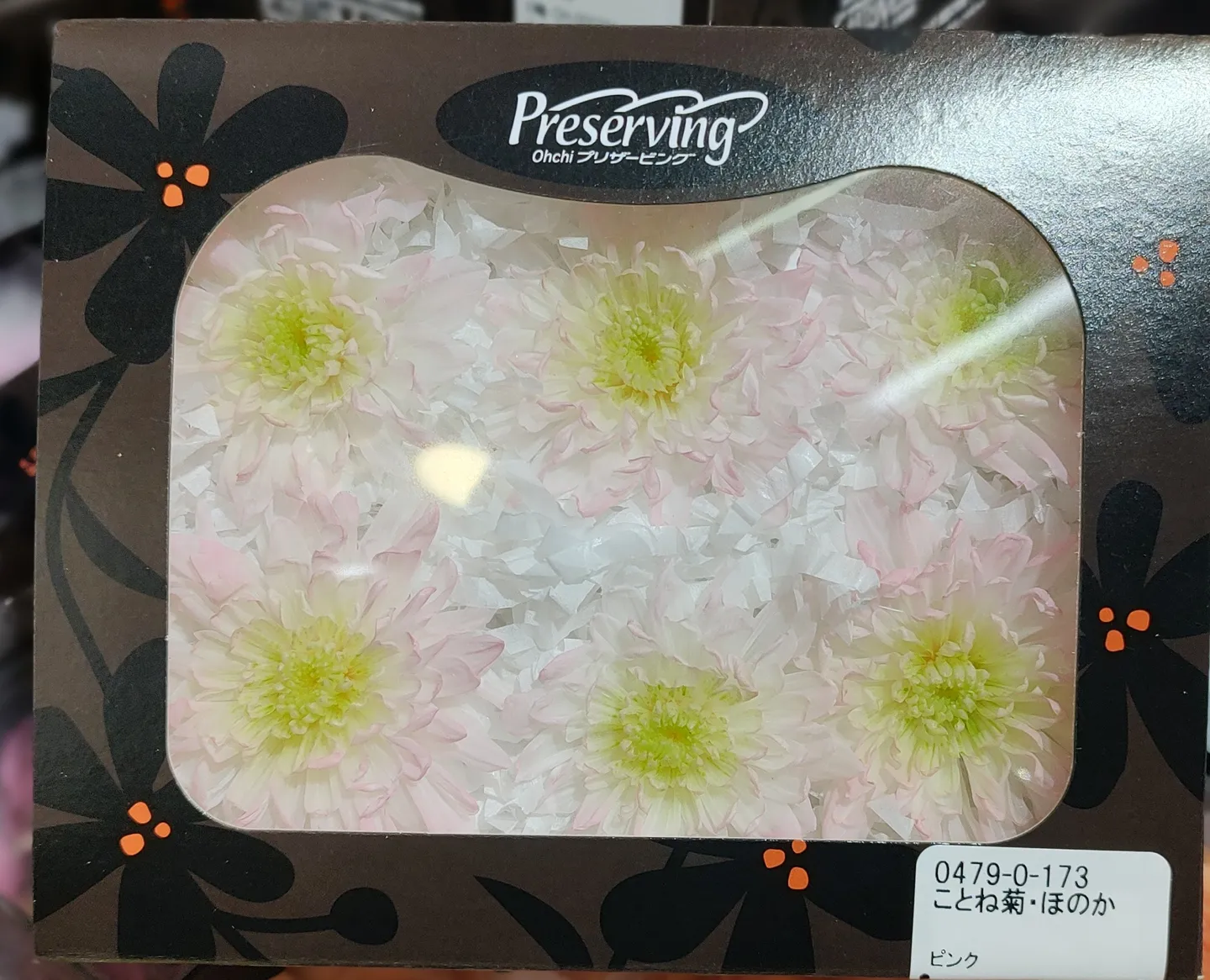日本大地農園 夏菊 小菊 漸層