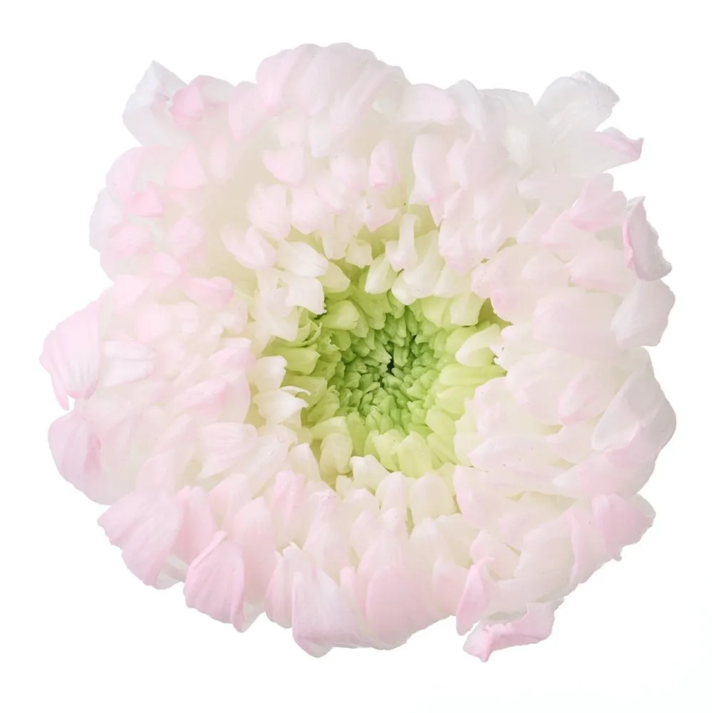 日本大地農園 盛開輪菊 漸層