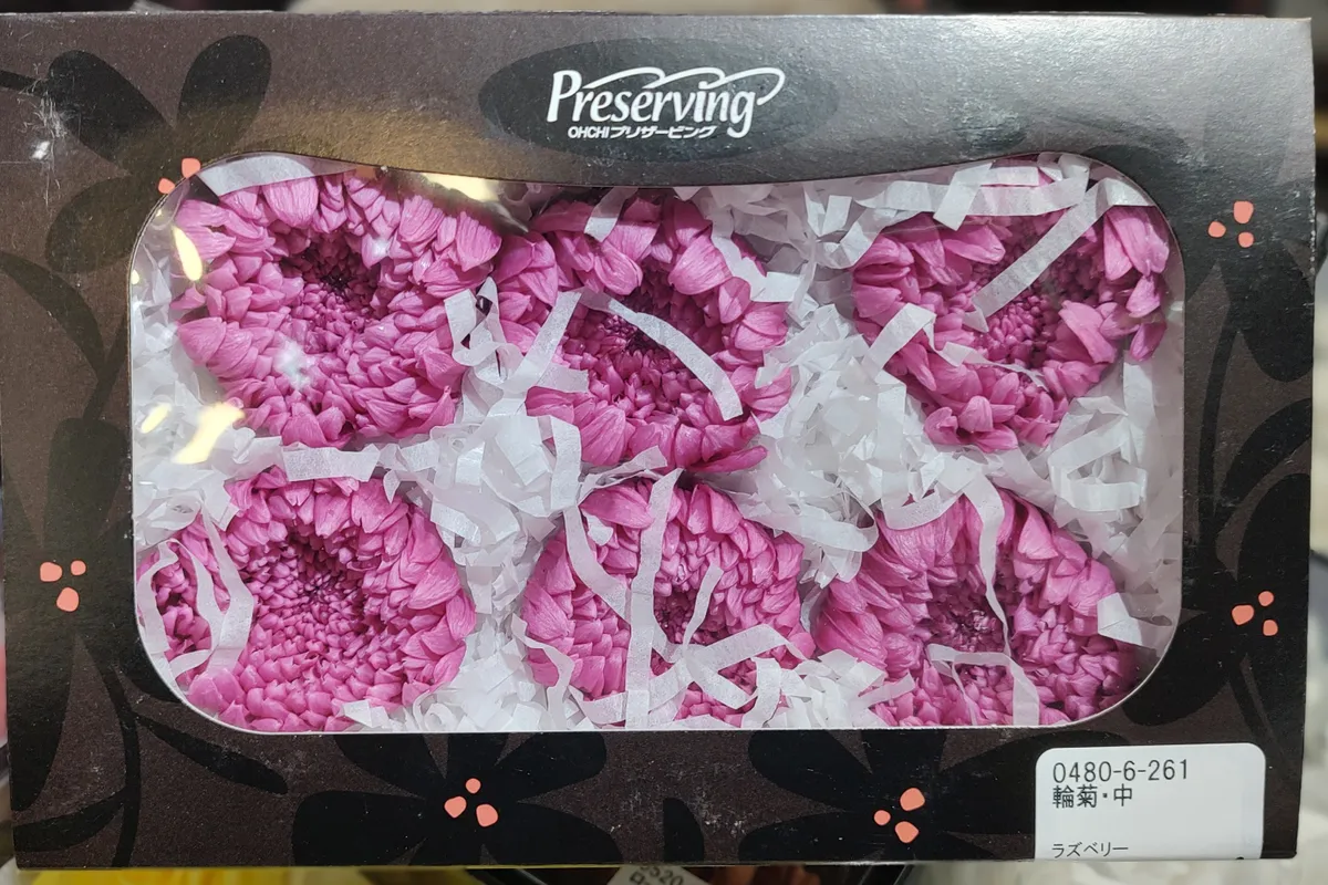 日本大地農園 輪菊