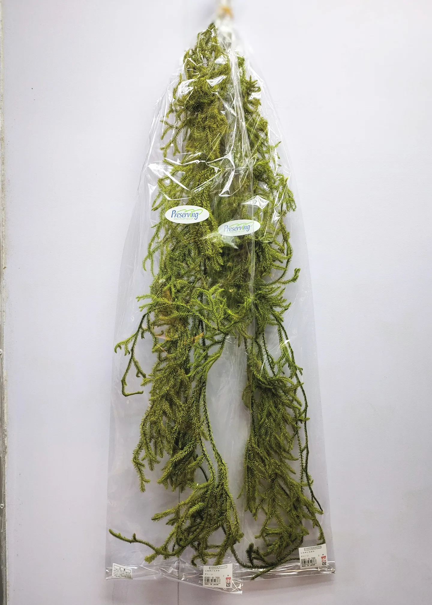 *日本大地農園 永生石松 鹿角草 綠