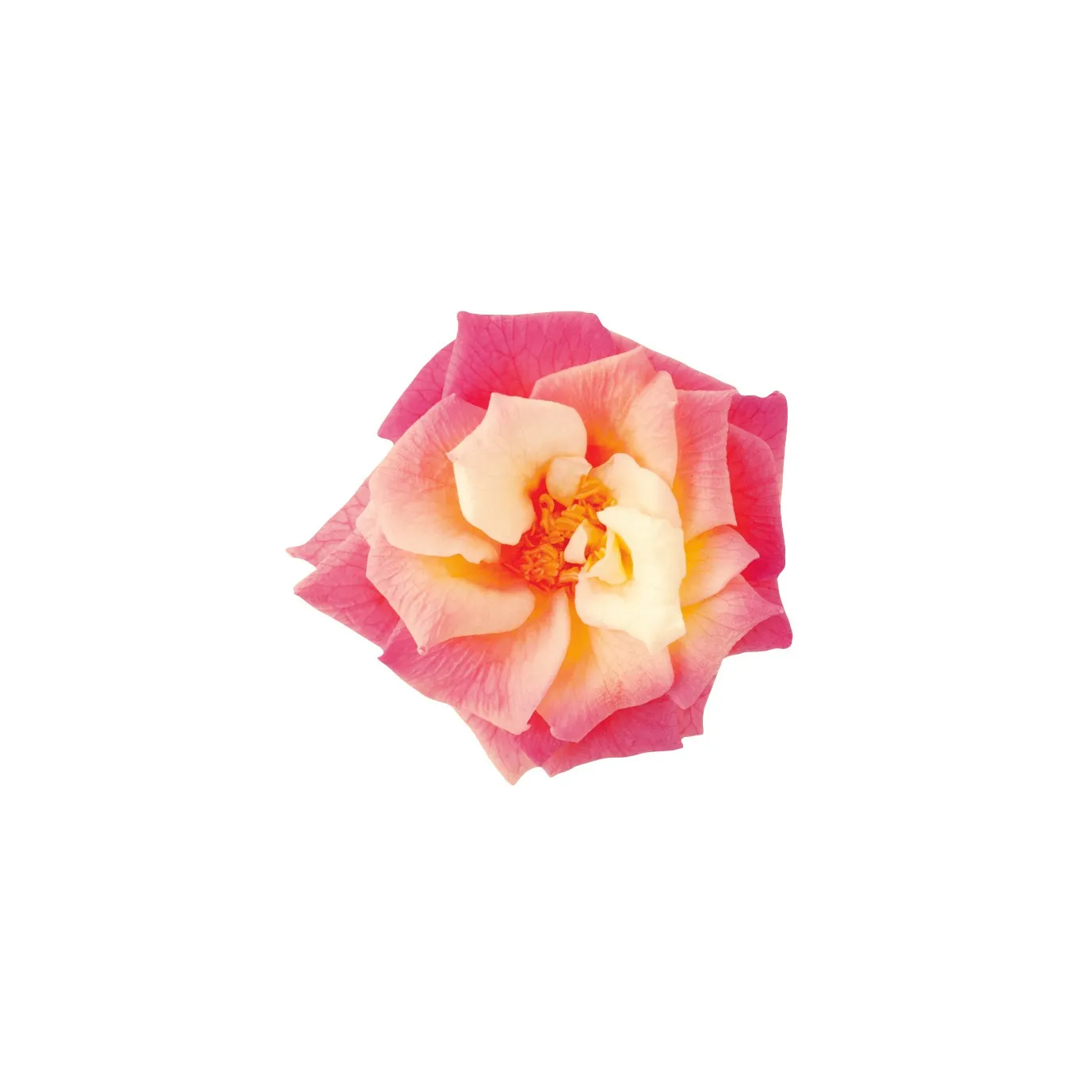 日本大地農園 瑪麗安娜玫瑰 薔薇 粉橘黃漸層