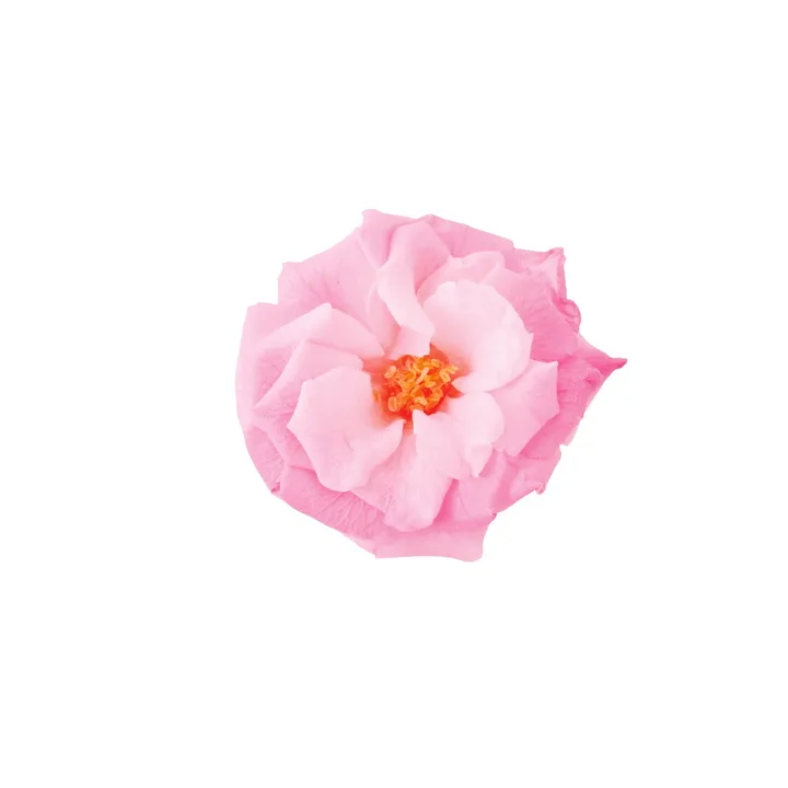 日本大地農園 瑪麗安娜玫瑰 薔薇 粉紅漸層