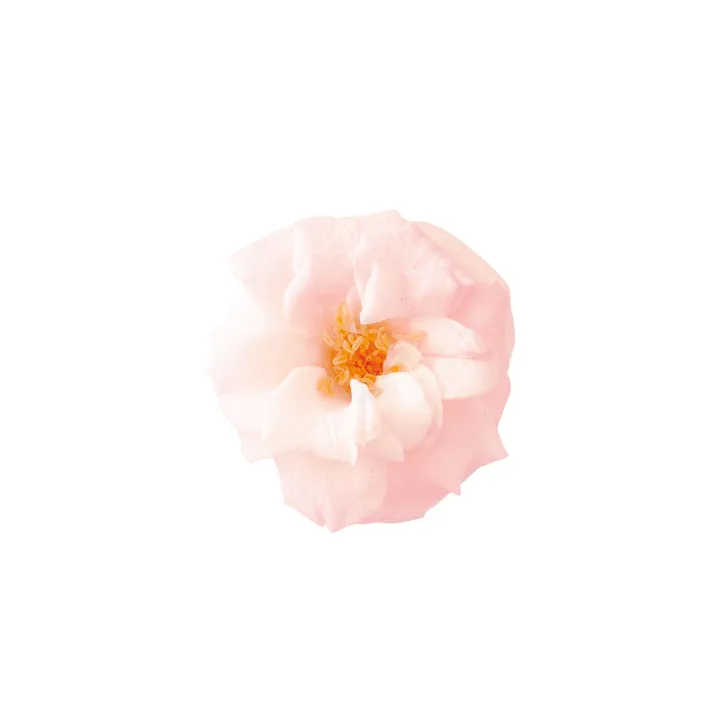 日本大地農園 瑪麗安娜玫瑰 薔薇 白粉漸層