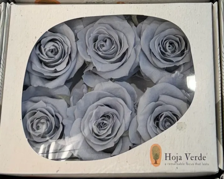 厄瓜多 Hoja Verde 大玫瑰 灰